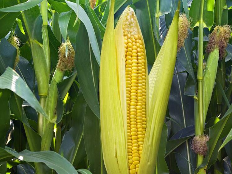 玉米出现肥害药害怎样快速解决,玉米种肥同播肥害现象