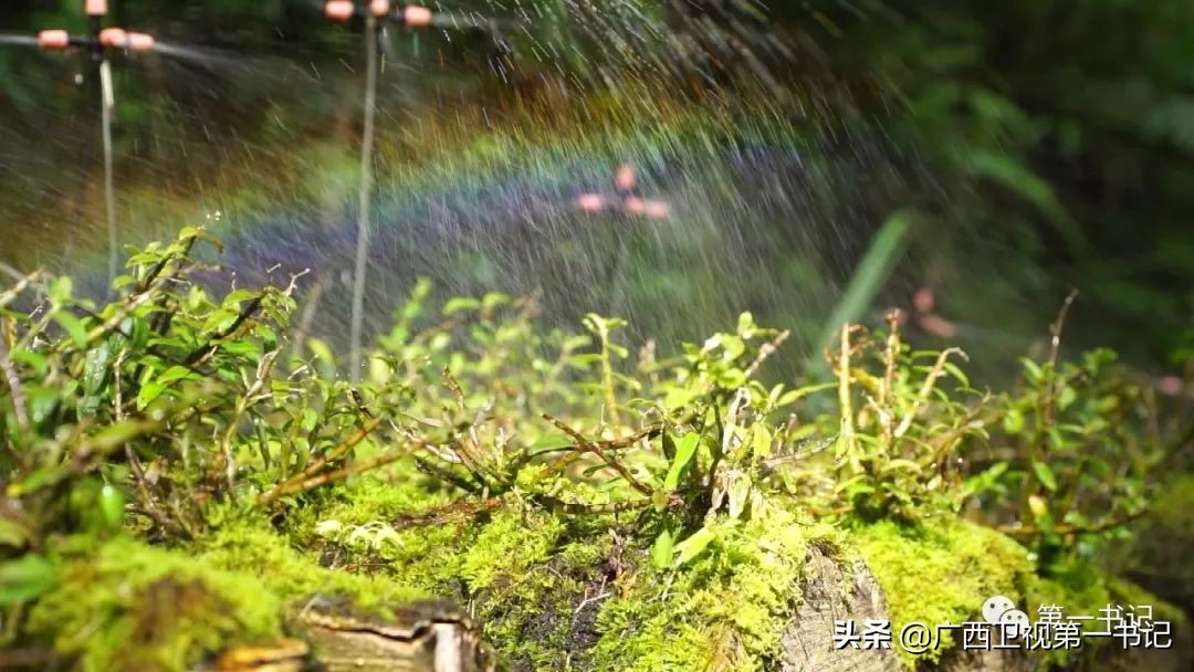 “仙草林”有什么致富宝？“罗曼粉”还可以下“金蛋.......