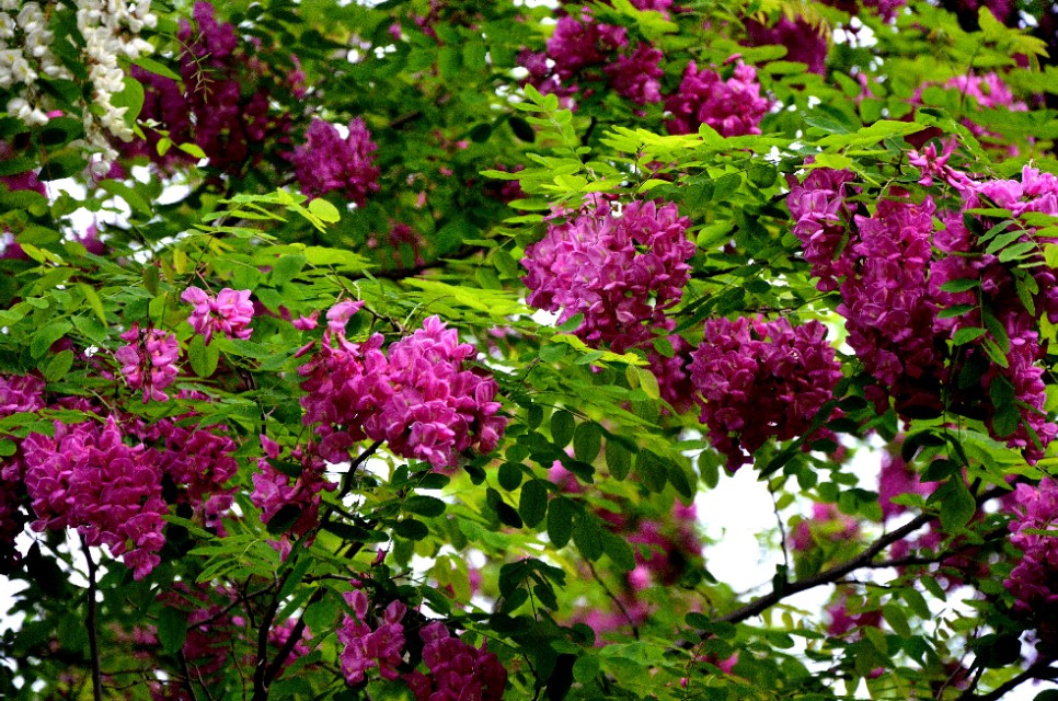 如果你路过西郊，有幽香沁入心脾，那定是从红光公园飘来的槐花香