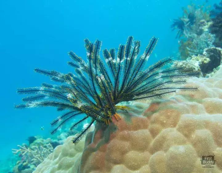 有个岛国,比美马代,比海南便宜,机票500起!