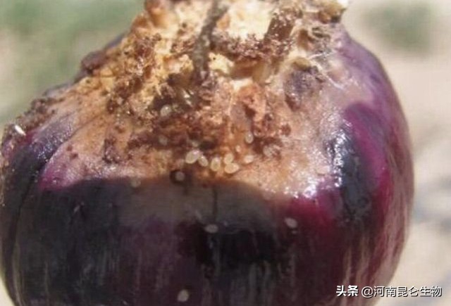 洋葱烂根的治疗方法,洋葱重茬用什么药