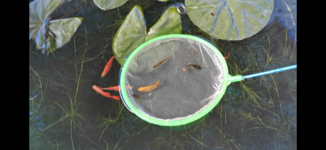 三无鱼缸优缺点,三无鱼缸养什么鱼