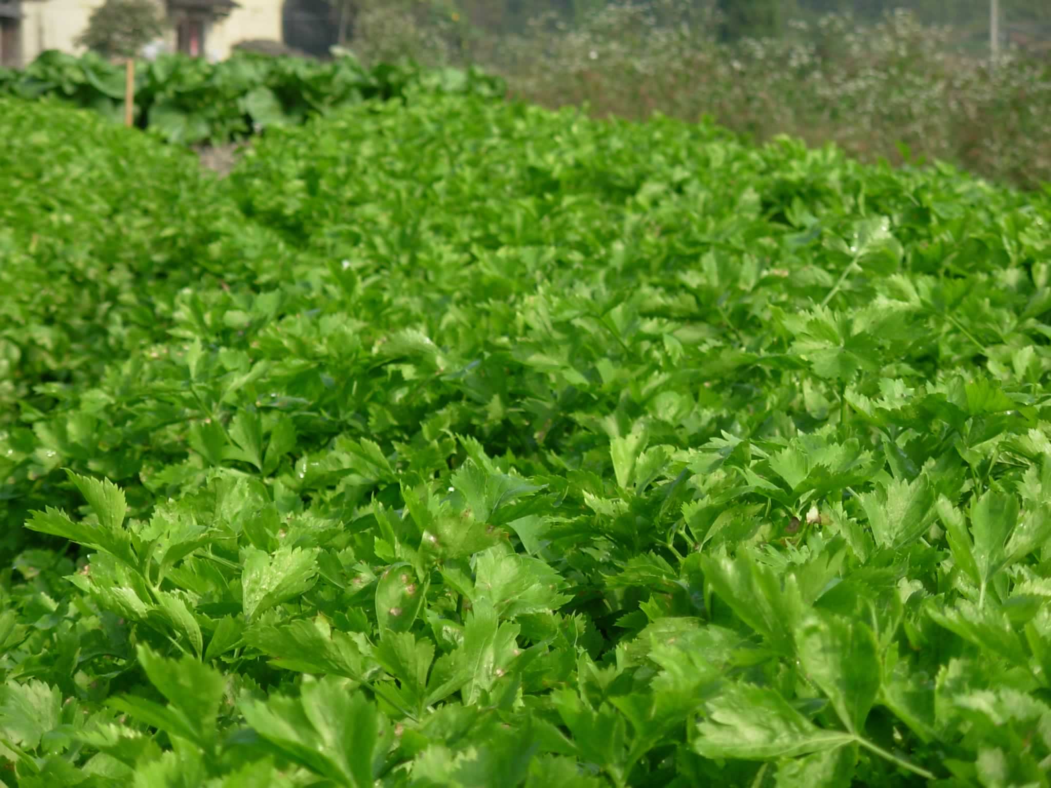 芹菜种子怎么浸种催芽提高出苗率,芹菜催芽了怎么再种植