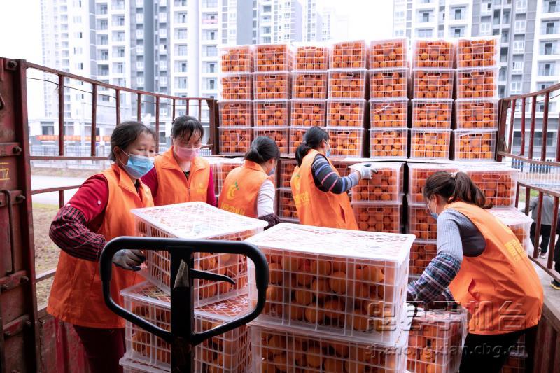 重庆忠县忠橙,忠县忠橙哪里买