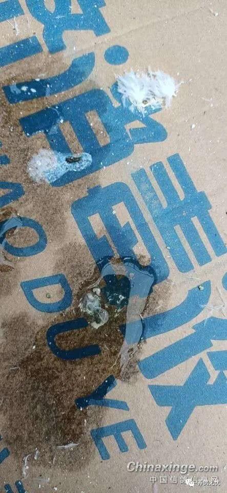 鸽子水便和绿便是怎么回事,鸽子消化停顿拉绿便怎么治