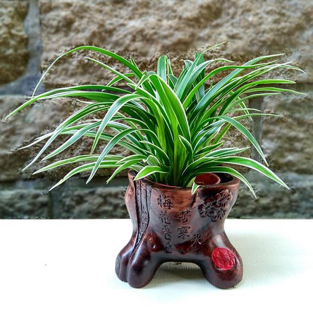 吊兰枯萎变黄需要剪掉吗,吊兰被冻蔫后怎么救活