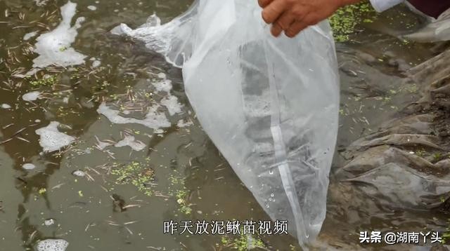 农村养殖有风险，网购30W条鱼苗被坑妹子视频曝光，卖方立马处理