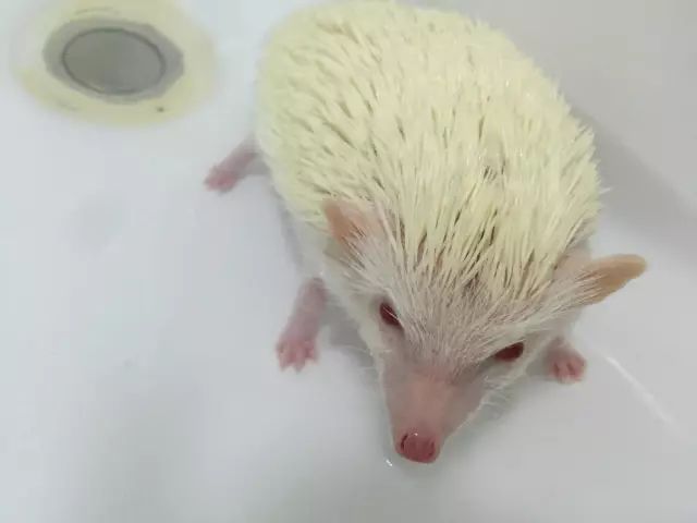 养猫和养狐狸哪个省心,养猫养狗不如养个小怪兽