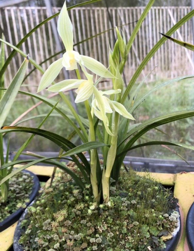 春剑叶子什么品种最好看,春剑最顶级值得养的品种