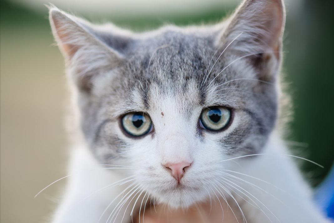 猫咪自然脱落的胡须能带来好运吗,猫咪的胡须不小心被撩了还能长吗