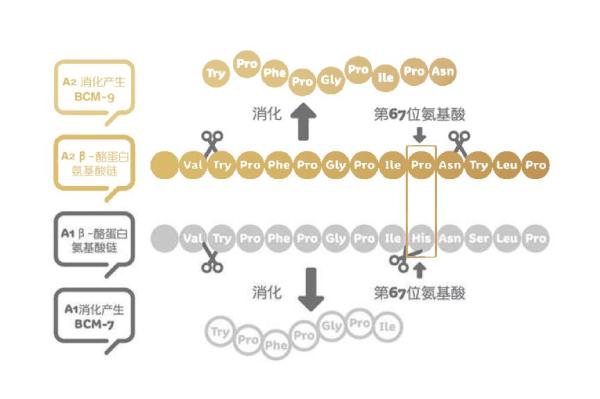 a2牛奶是什么意思,a2牛奶解决乳糖不耐受吗