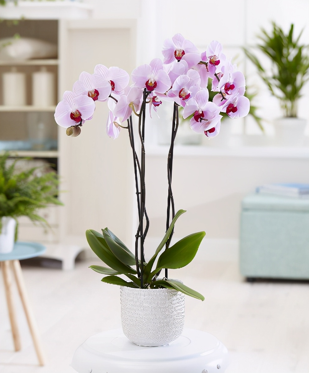 过年好看的年宵花,传统年宵花有哪些