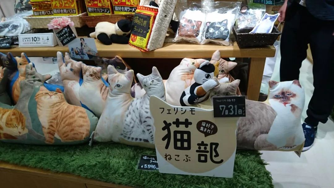 360度“云吸猫”？日本这家猫咪商店简直爱了