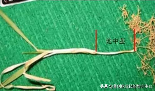 小麦种深了苗黄苗弱怎样补救管理,小麦旺苗冻害怎么补救