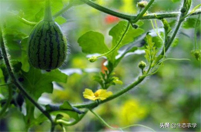 带你看三农知识分享,看西瓜种植技术视频