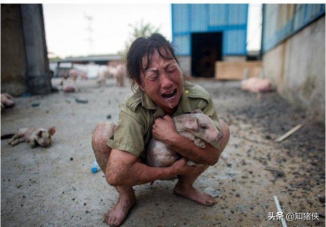 给猪治病时的3大用药禁忌,很多养猪人错在其中