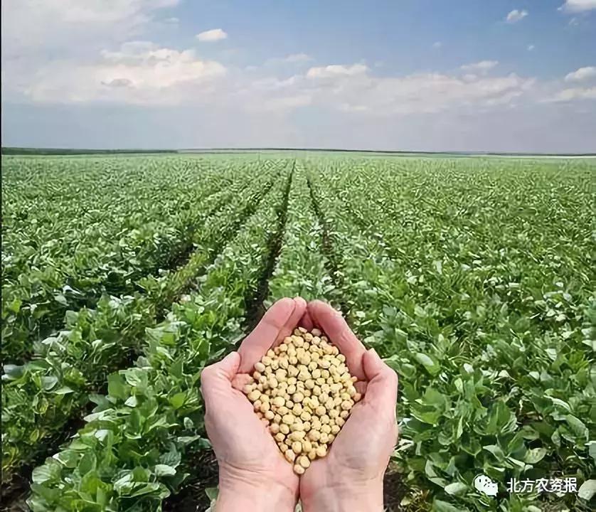 大豆价格预计6月下跌还是涨,大豆价格2023年是走高还是走低