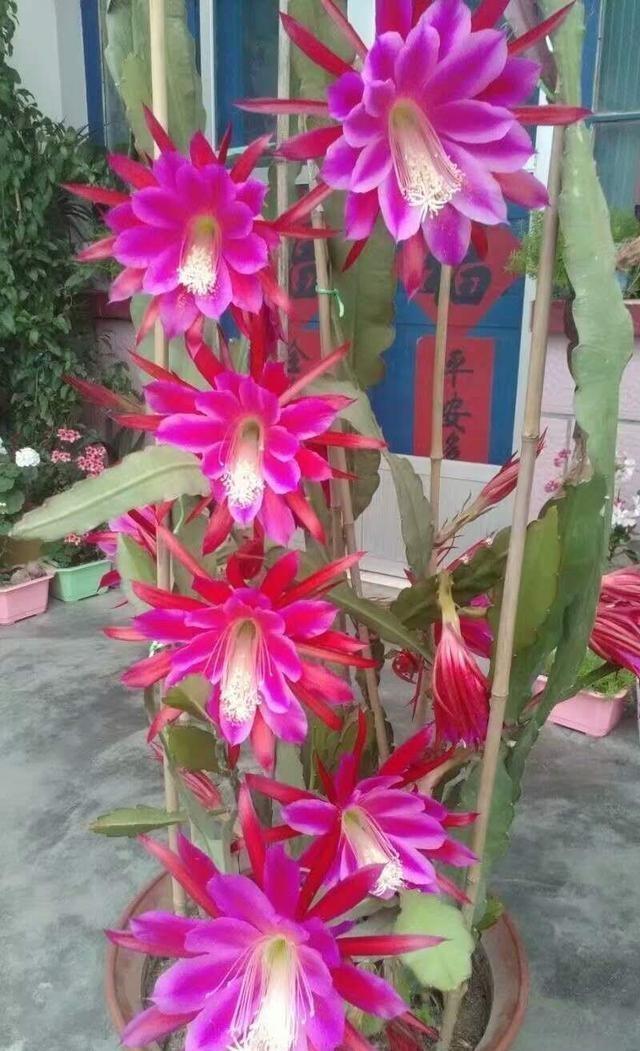 一棵仙人掌开两种颜色的花,一棵仙人掌