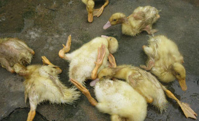 鸭子拉黄色稀粪喂什么药,鸭子拉绿色稀粪是怎么回事