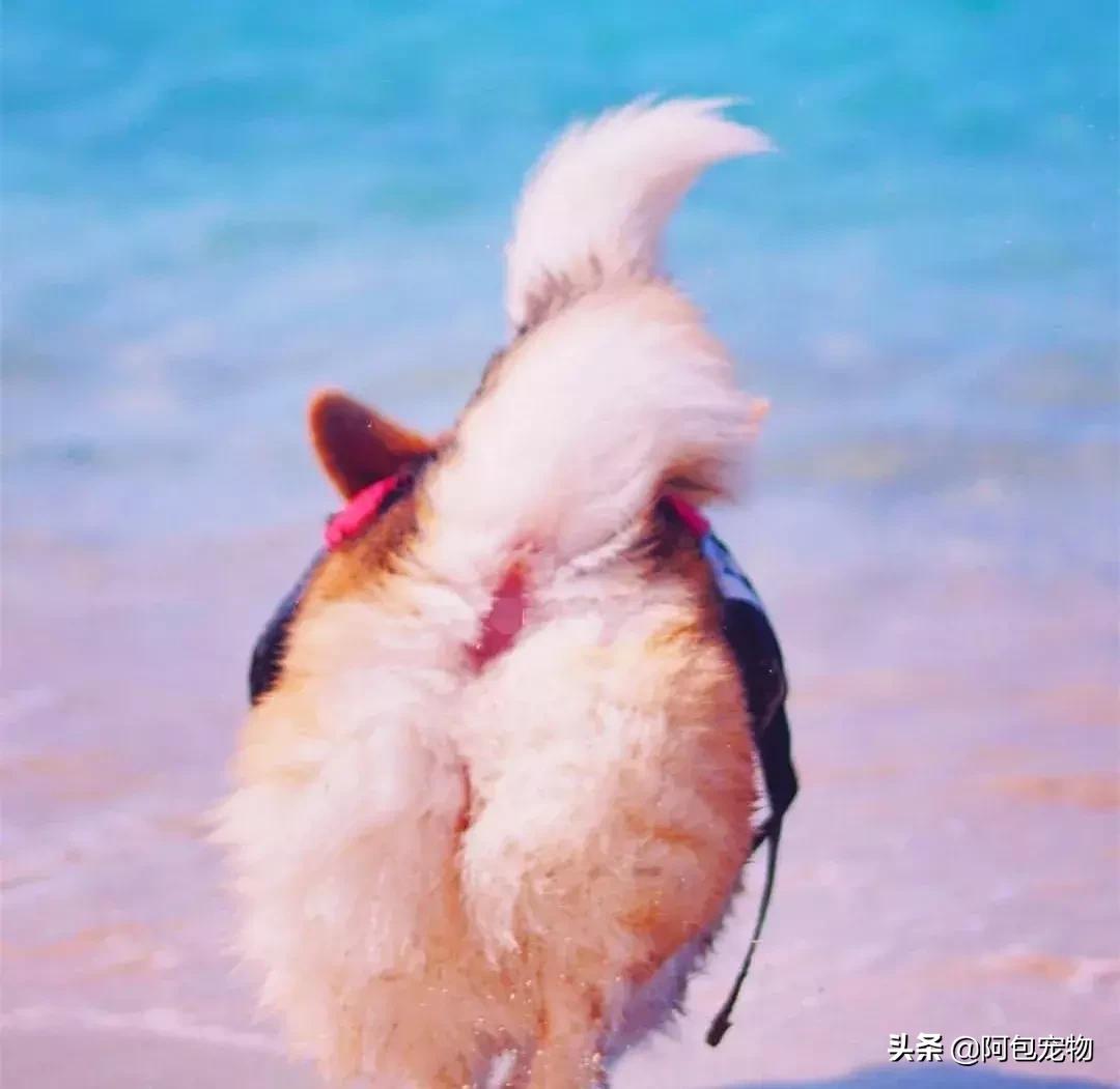 2019柯基国家展,首届柯基