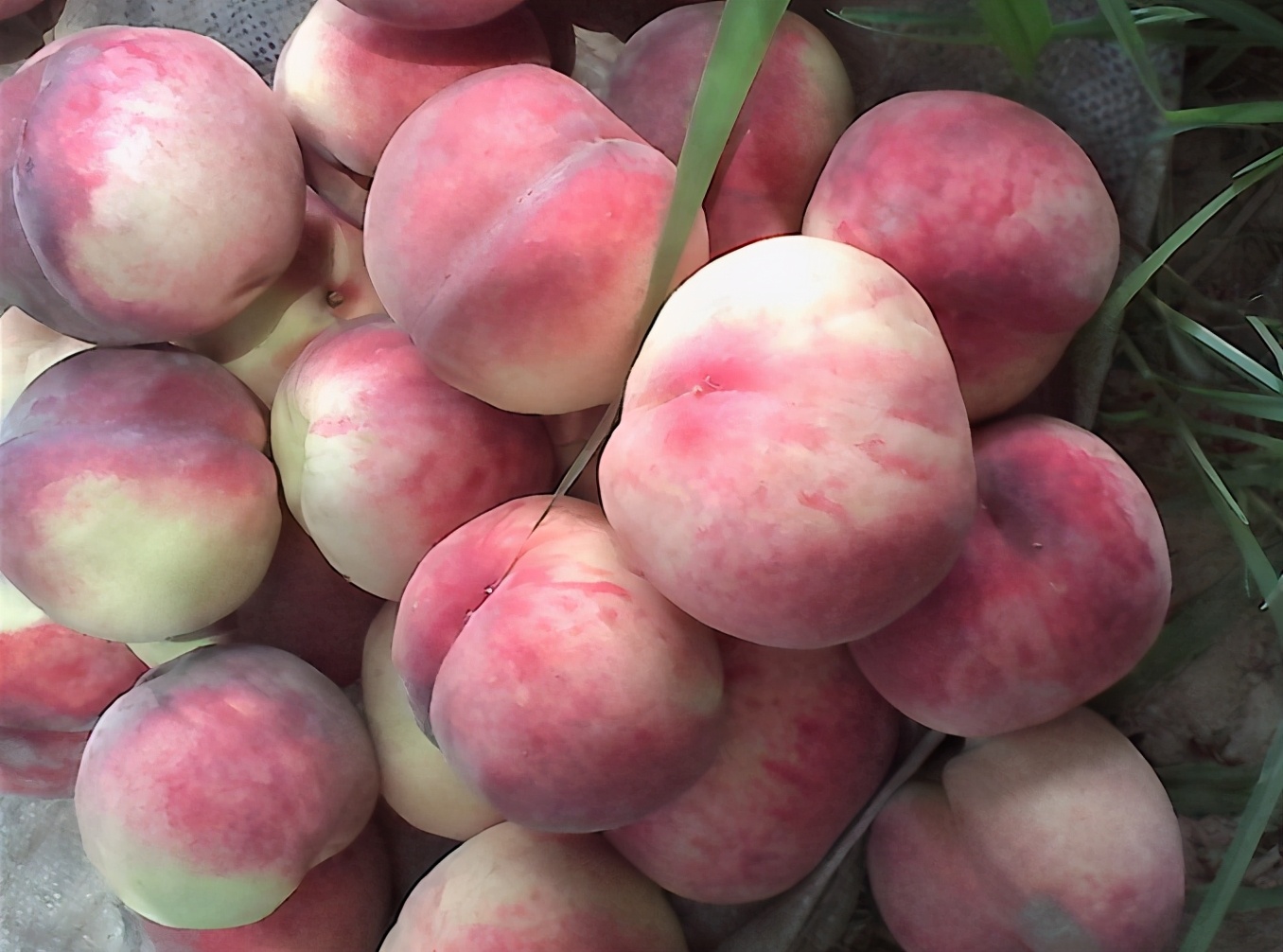 桃子的挑选方法和注意事项,桃子怎么挑选果甜