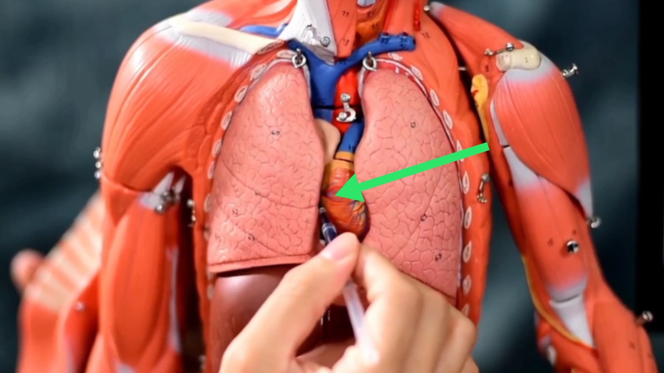 心脏旁边一抽一抽的发紧,心脏扎进一根针能恢复吗