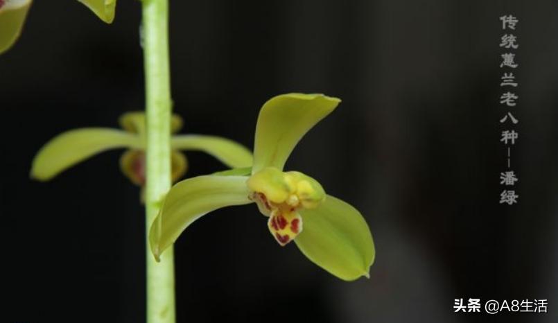 每日一品,蕙兰潘绿梅和庆华区别