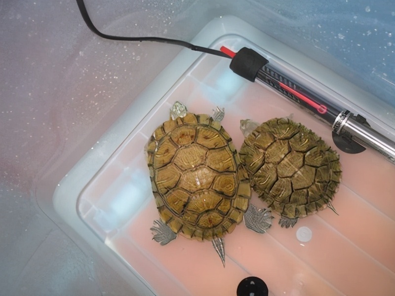 鱼缸怎么选合适的加热棒,鱼缸加热棒的正确选择方法