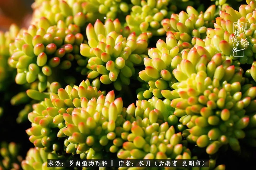 浅冬多肉，终有美好在等候