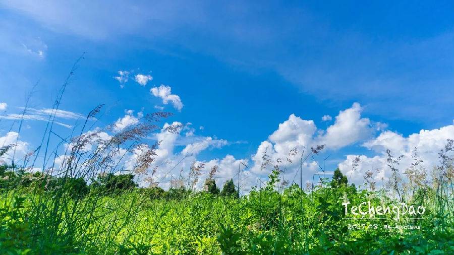 湛江一日游最佳景点湛江特呈岛,特呈岛湛江旅游攻略