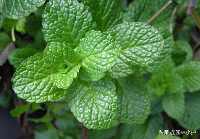 原来薄荷也开花，有点小浪漫！你见过么？