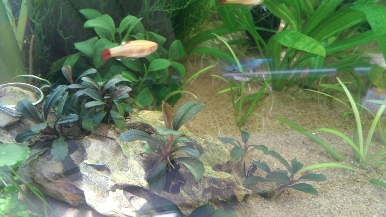 沼泽过滤鱼缸怎么开缸,沼泽缸开缸教程