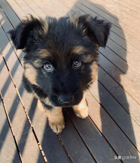 小时候的德牧有多萌,德牧小时候的神仙颜值