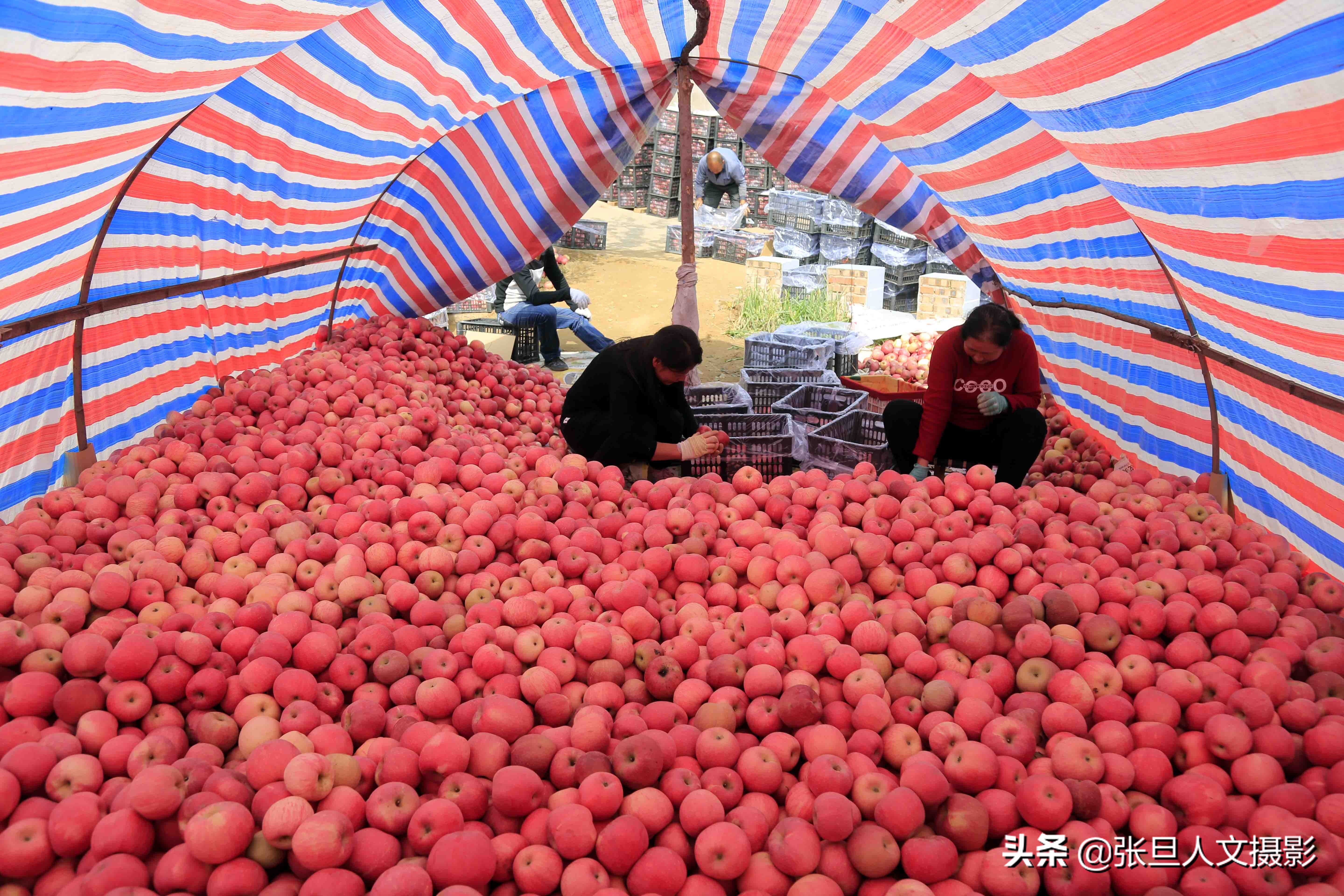 70岁老农民种植三亩果树,山西农村种植苹果致富典型