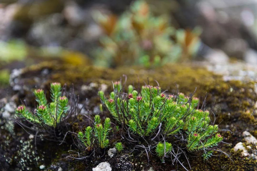 有一种风情叫江南烟雨,波密西藏江南