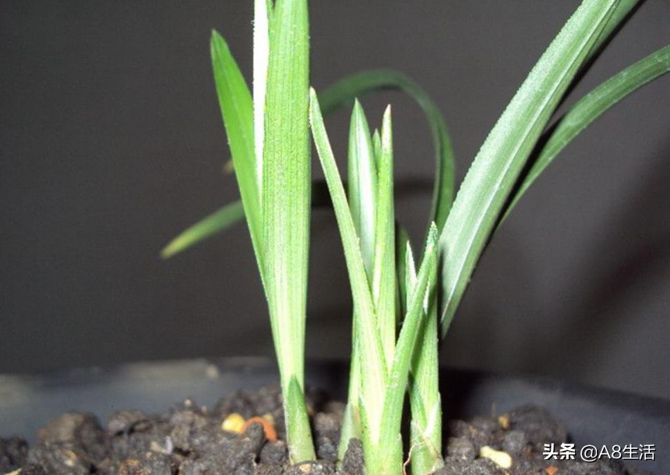 每日一品中国兰花春兰,每日一品完整视频