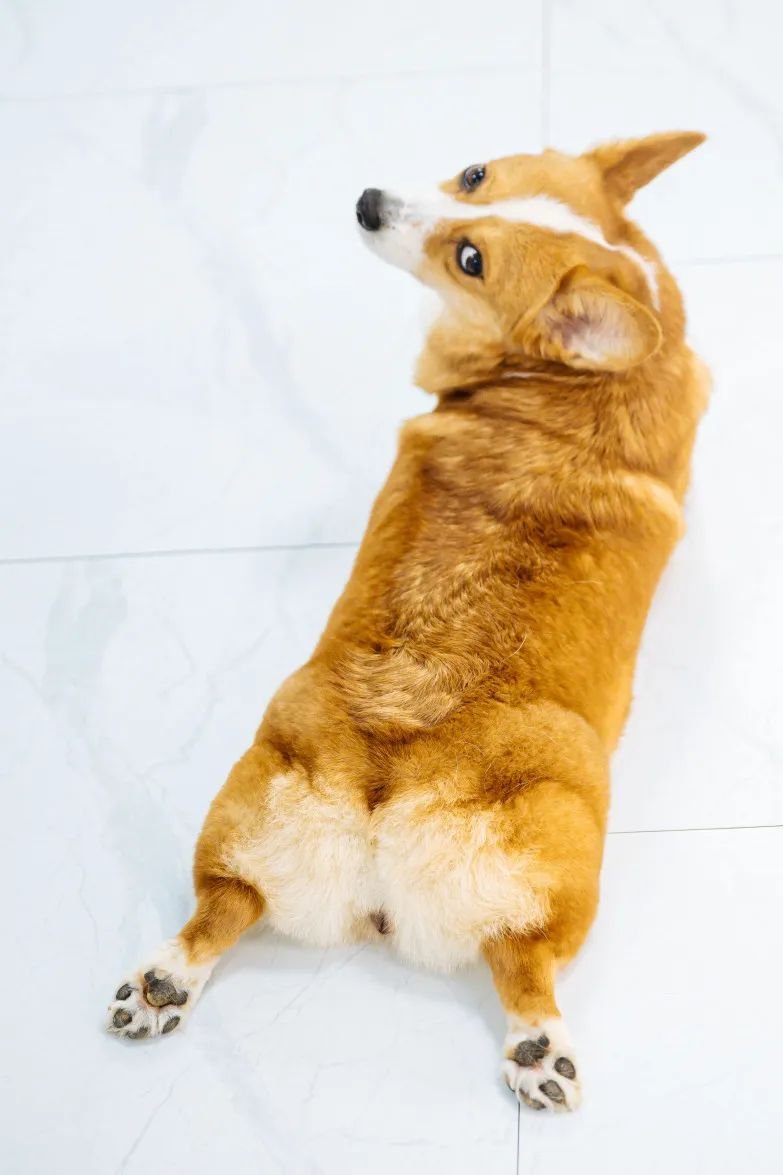 吸屁屁,短腿大耳肉嘟嘟,这家店进去就出不来了…