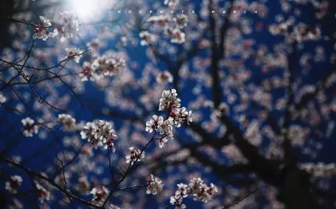 濡備綍鍖哄垎妯辫姳妗冭姳姊ㄨ姳鏉忚姳娴锋,妯辫姳妗冭姳鏉庤姳鏉忚姳濡備綍鍖哄垎