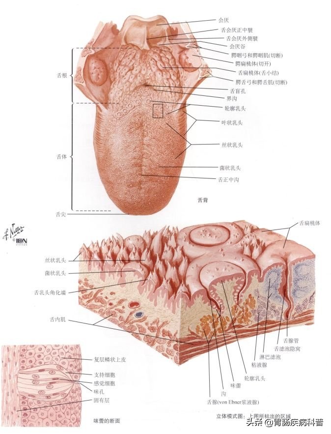 腹部消化系统解剖图谱,小儿消化系统解剖图谱