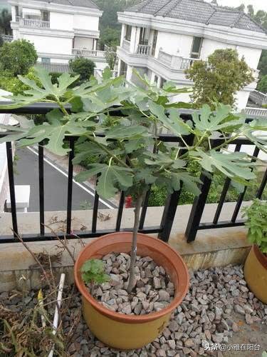 种无花果用这两个方法一年就枝繁,大面积种植无花果技术