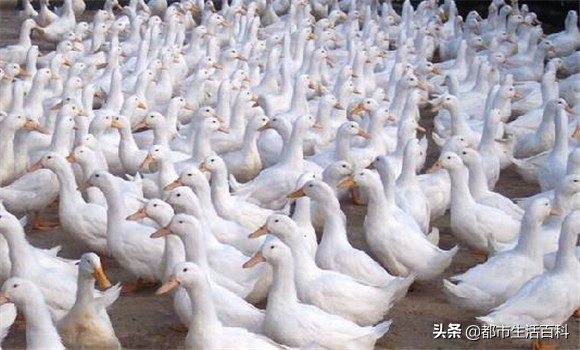 鸭子养殖前景和价格,养殖鸭子前景如何