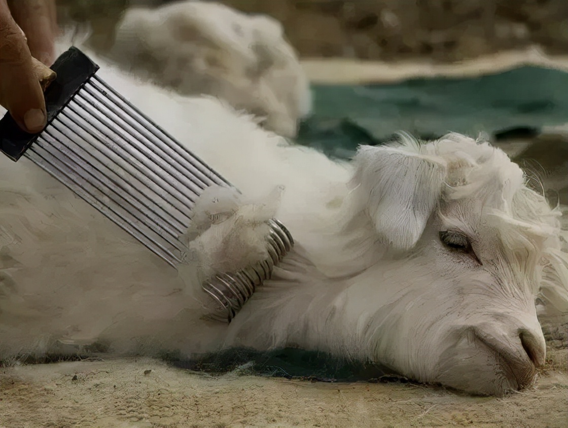 maxmara大衣经典款式有几款,maxmara经典款大衣有哪些