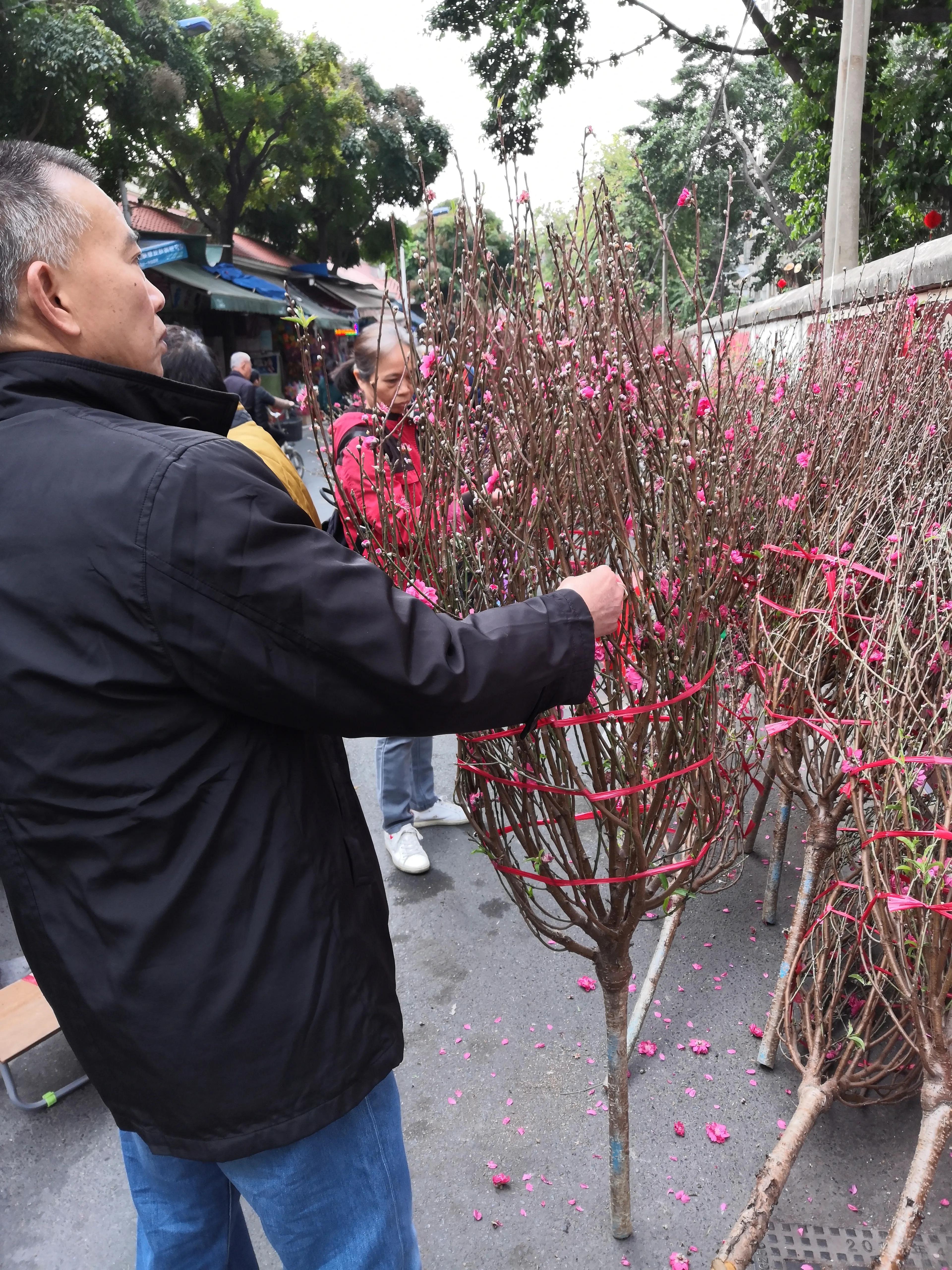故乡的桃花,故乡的桃花开了