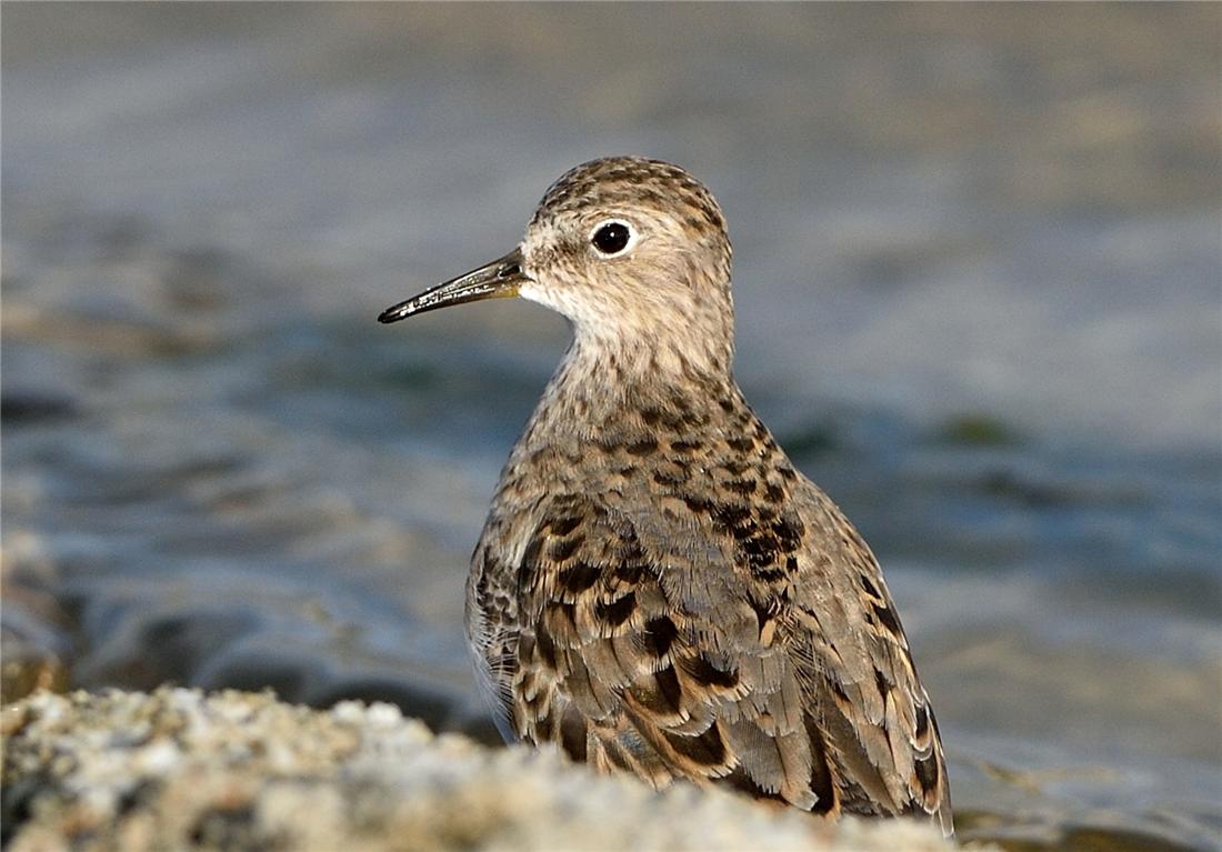 鸟中好爸爸！雌鸟只负责下蛋，孵卵与育幼的任务全留给雄鸟