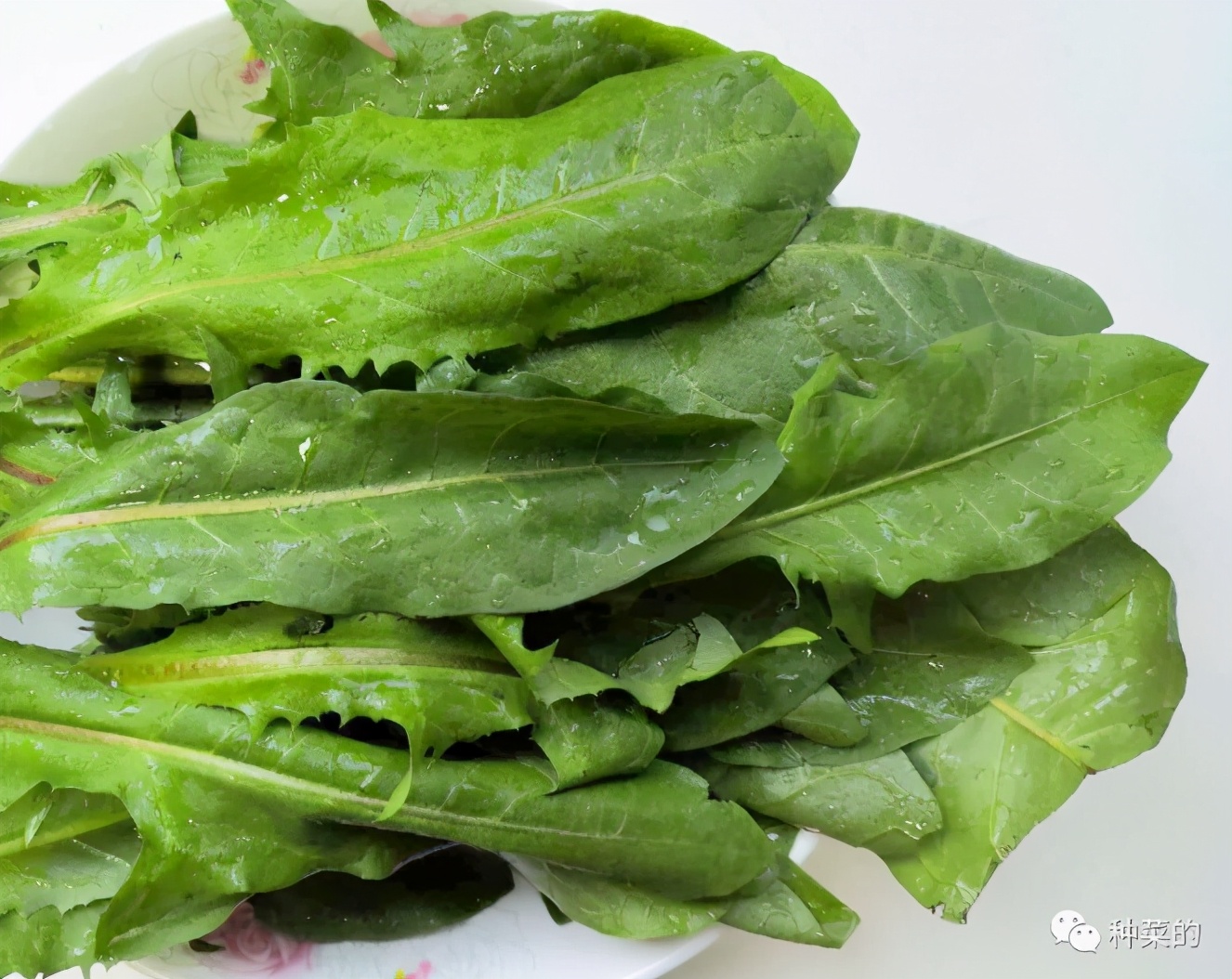 蒲公英最好看的品种是哪种,蒲公英很多品种