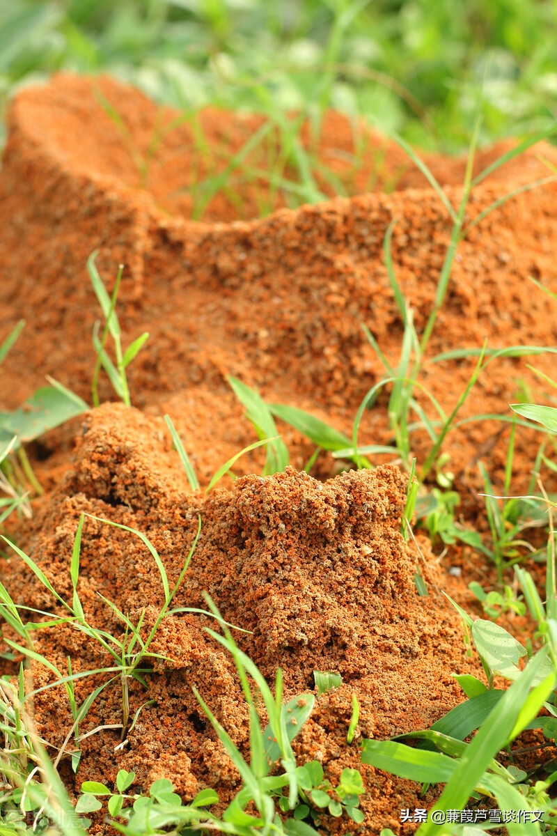 金色童年作文优秀范文800字,金色童年作文250字左右