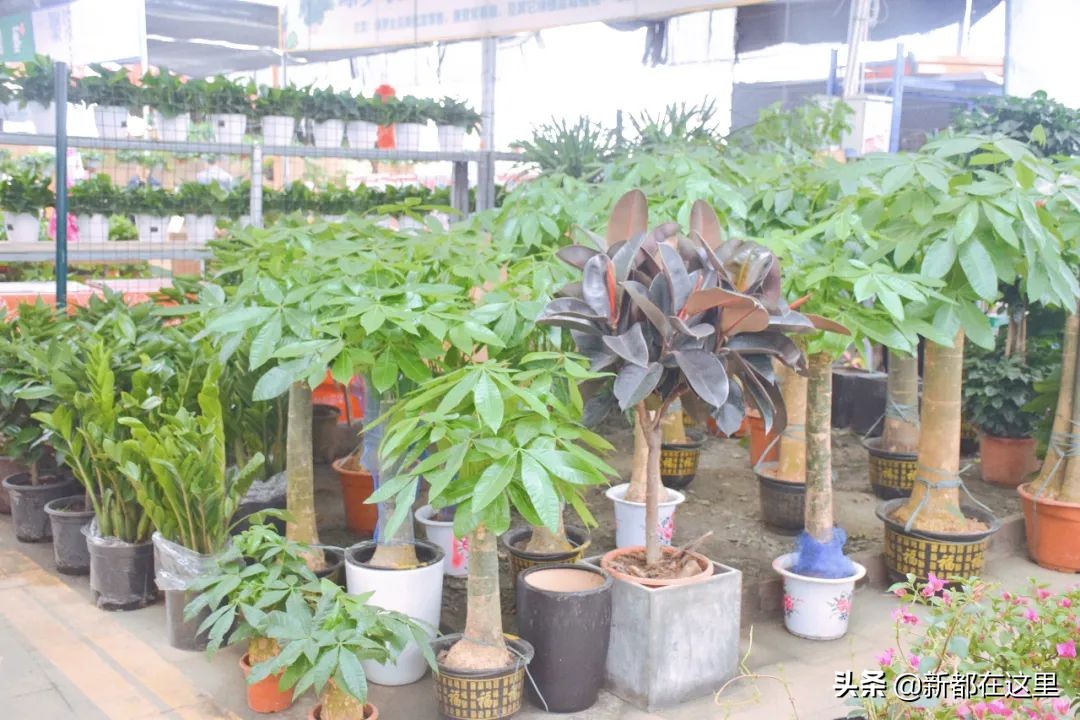 三圣花卉市场正规吗,三圣乡花卉市场今日现状