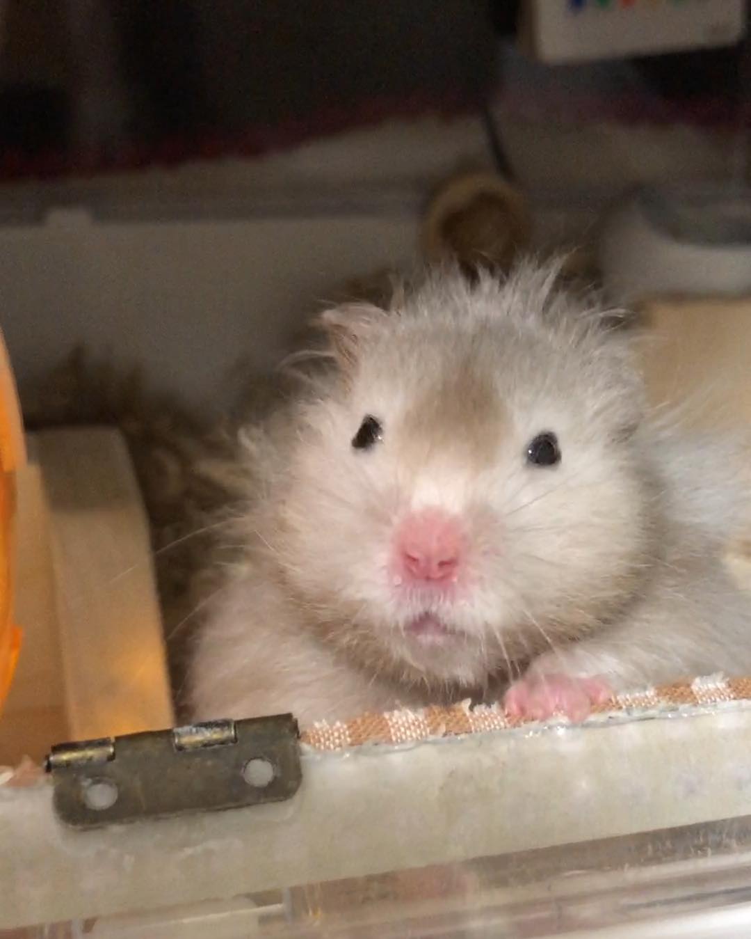 挑食仓鼠不吃磨牙棒可以吃什么,挑食的小仓鼠怎么给他做吃的