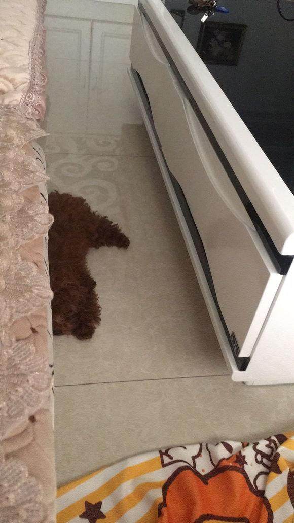 养了一只狗总咬人,泰迪咬人还能再继续养吗