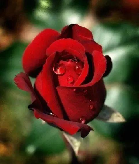 玫瑰花的诗句欣赏,玫瑰花诗句最著名诗句